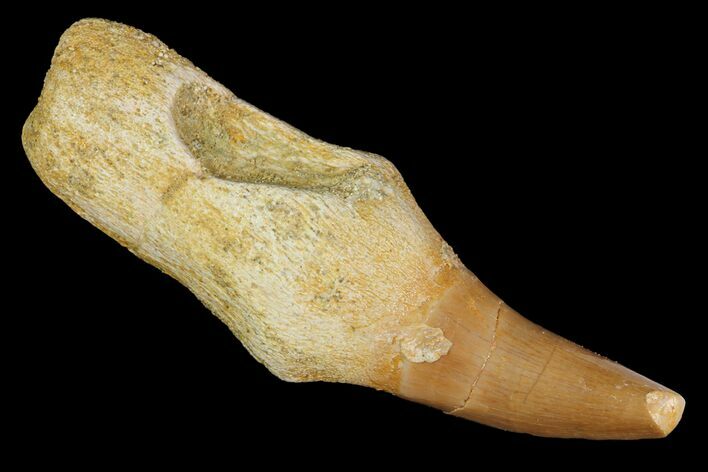 Fossil Rooted Mosasaur Tooth - Morocco #117046